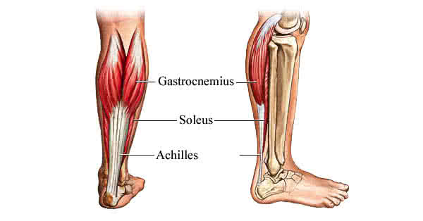 durere în articulația gleznei și mușchiul gambei