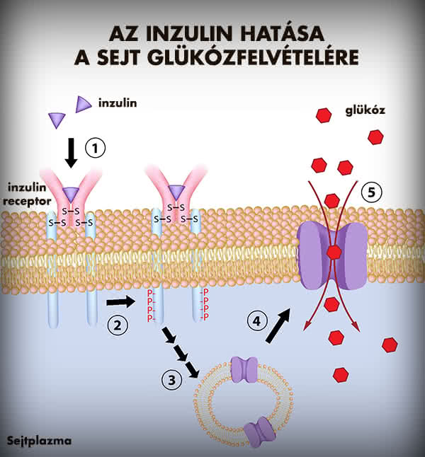fehérjeszelet inzulinrezisztencia